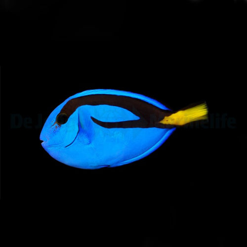 Paracanthurus hepatus sm 3-4cm Paletten Doktorfisch