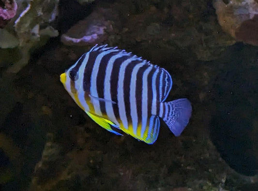 Paracentropyge multifasciata Zebra Zwergkaiser