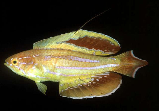 Rarität Seychellen-Zwerglippfisch (Paracheilinus attenuatus) – Männchen