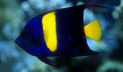 Pomacanthus asfur – Halbmond-Kaiserfisch adult