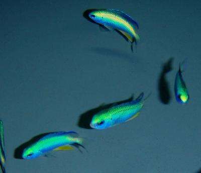 Pomacentrus alleni – Andamanen Demoiselle