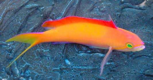Pseudanthias dispar – Pazifischer Flammenfahnenbarsch