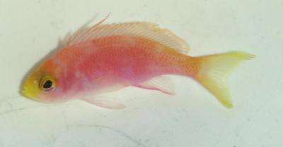 Pseudanthias pulcherrimus – Malediven-Fahnenbarsch, Weibchen