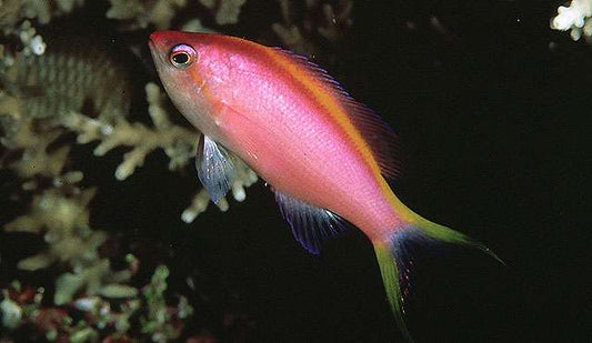 Pseudanthias tuka – Tuka-Fahnenbarsch, Weibchen