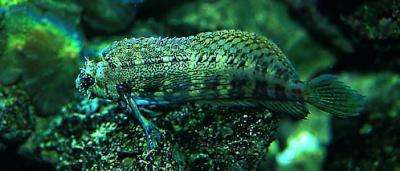 Salarias fasciatus – Algenblenni