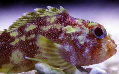 Gelbflecken-Drachenkopf (Sebastapistes cyanostigma)