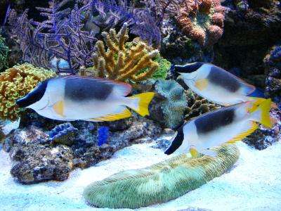 Siganus magnificus - Andamanen Fuchsgesicht