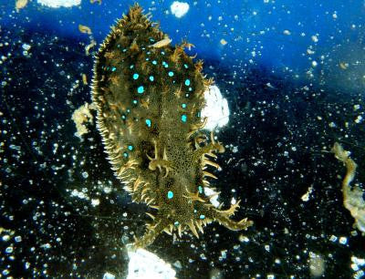 Stylocheilus spec. - Blaupunkt- Seehase (guter Algenfresser)