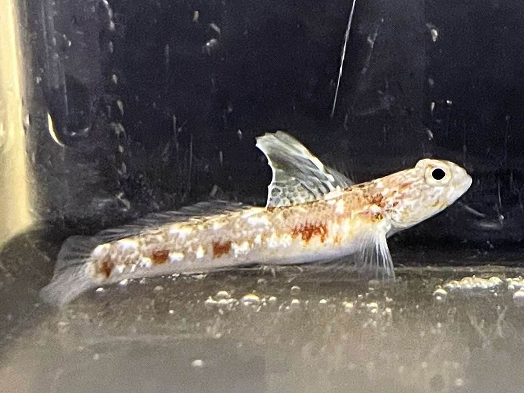 Tomiyamichthys sp. - Partnergrundel