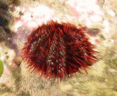 Tripneustes gratilla - Pfaffenhut-Seeigel