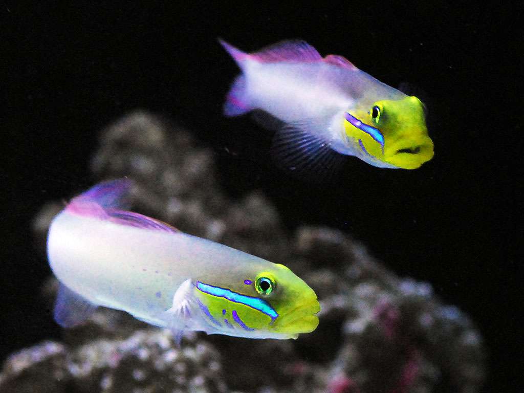 Valenciennea strigata - Goldkopfgrundel Paar