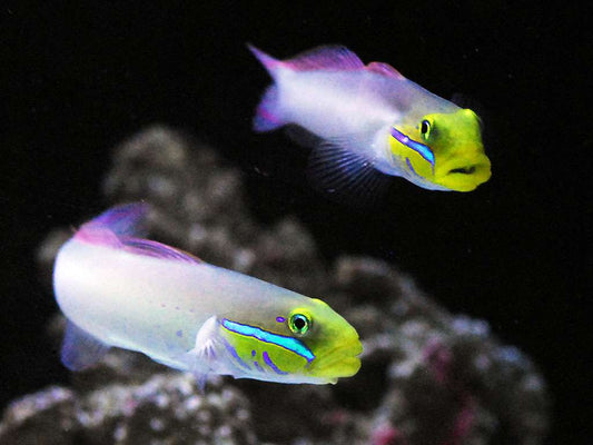 Valenciennea strigata - Goldkopfgrundel Paar