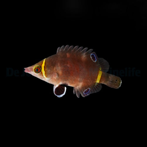 Wetmorella nigropinnata Spitznasen Lippfisch