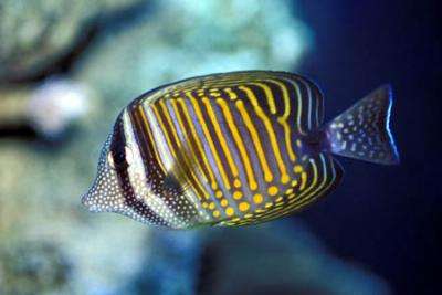 Zebrasoma desjardinii - Indischer Segelflossendoktor S