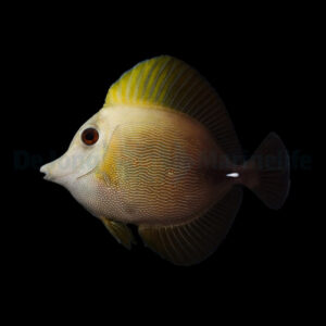 Zebrasoma scopas  Brauner Doktorfisch