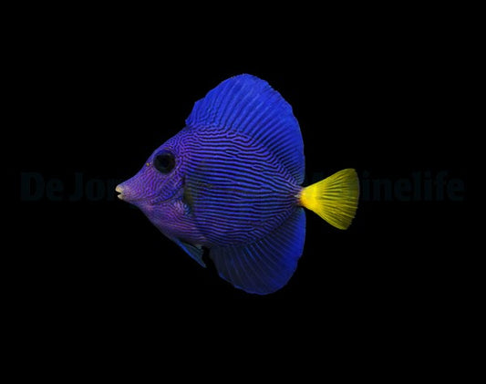 Zebrasoma xanthurum  Rotmeerdoktorfisch